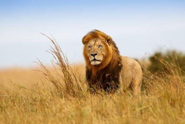 Lion resting in the grass