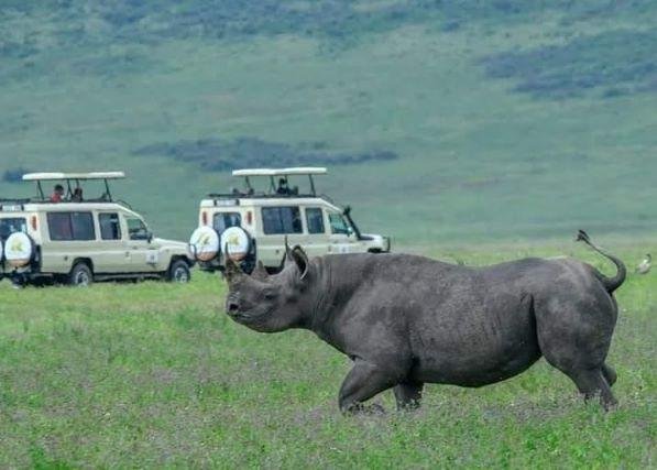 Black rhino on the Ngorongoro Crater floor