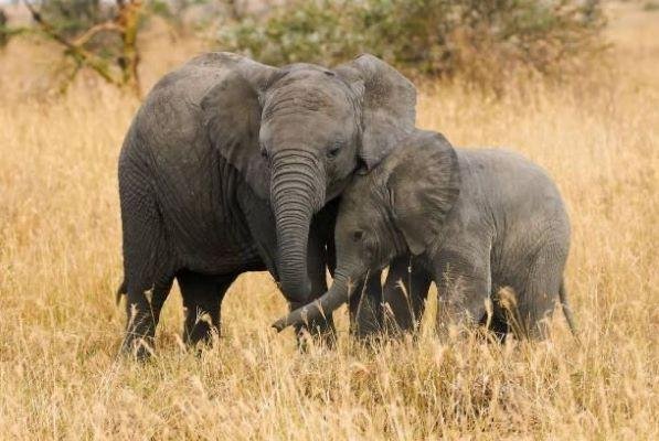 Elephant mother and calf in Tarangire